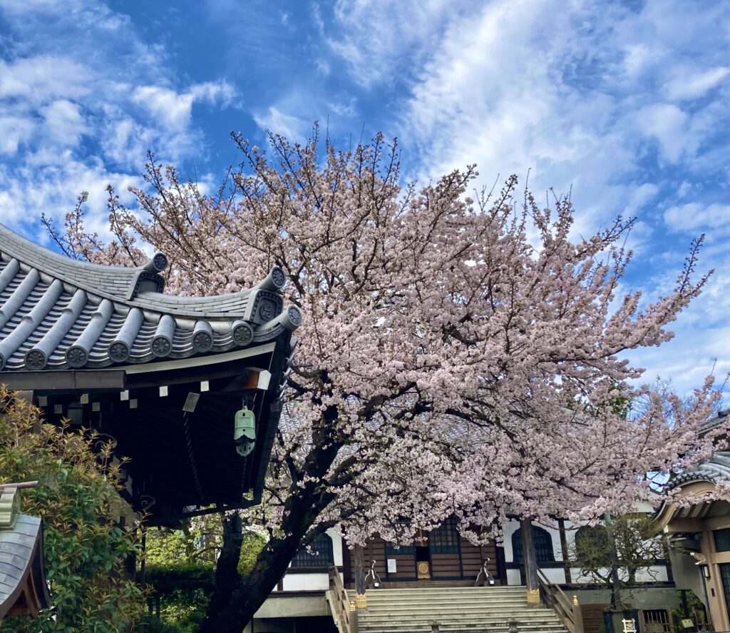 早稲田の桜です